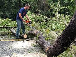 Best Tree Health Inspection  in Cameron, TX