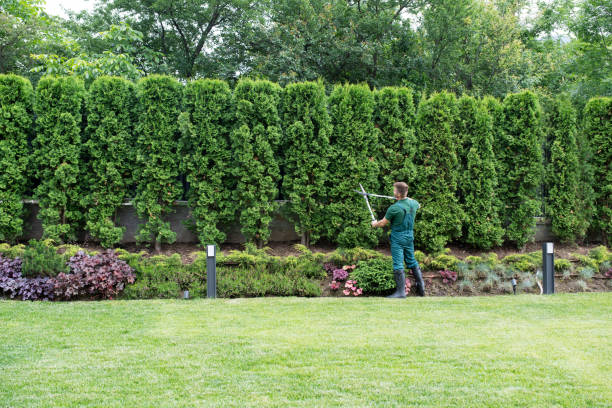 Trusted Cameron, TX Tree Removal Experts