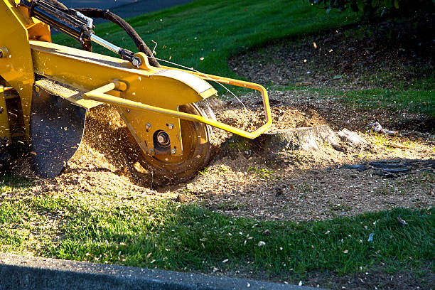 How Our Tree Care Process Works  in  Cameron, TX