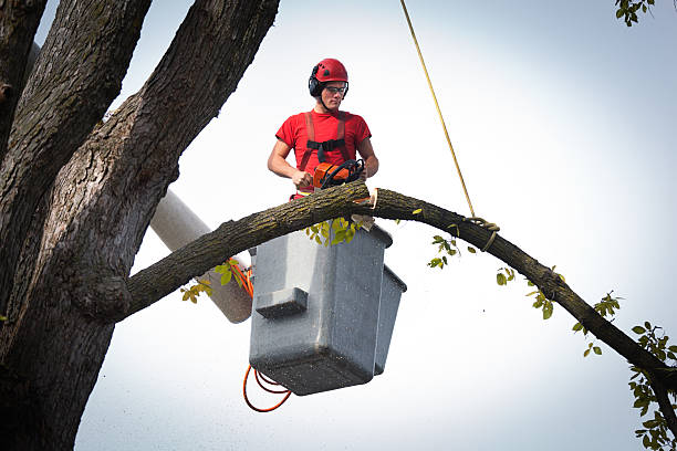 Best Arborist Consultation Services  in Cameron, TX